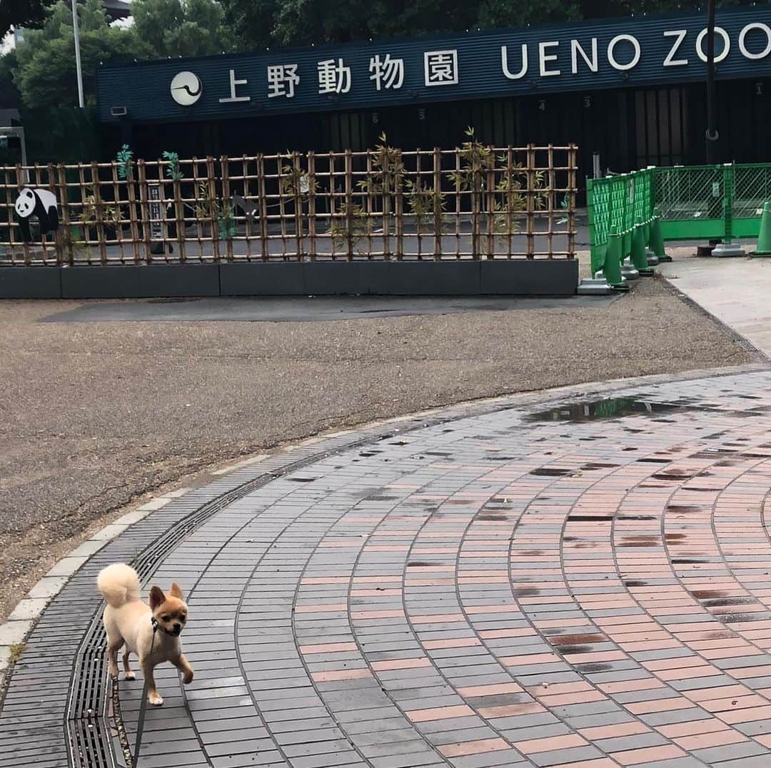 hajimeさんのインスタグラム写真 - (hajimeInstagram)「雨が上がったのでポッチとお散歩🐕 夕方でもまだまだ暑かったのでショートコースで帰ろうとしたのだが、どうも感づいたらしい…… ・ ・ ＃散歩#上野#公園#いぬのきもち#いぬ #ポメラニアン#チワワ#ミックス犬」8月13日 20時43分 - haji.chan