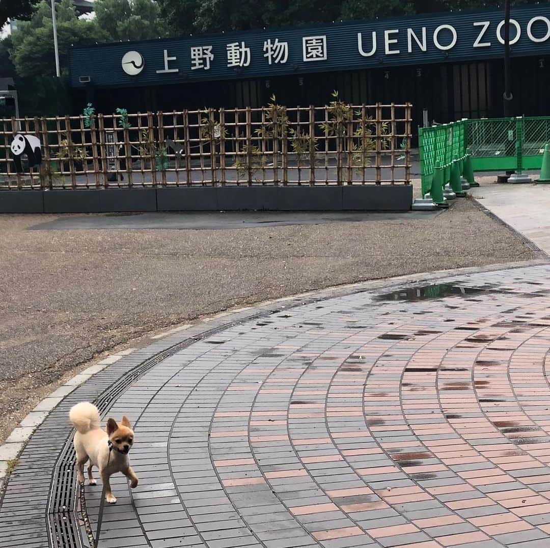 hajimeのインスタグラム：「雨が上がったのでポッチとお散歩🐕 夕方でもまだまだ暑かったのでショートコースで帰ろうとしたのだが、どうも感づいたらしい…… ・ ・ ＃散歩#上野#公園#いぬのきもち#いぬ #ポメラニアン#チワワ#ミックス犬」