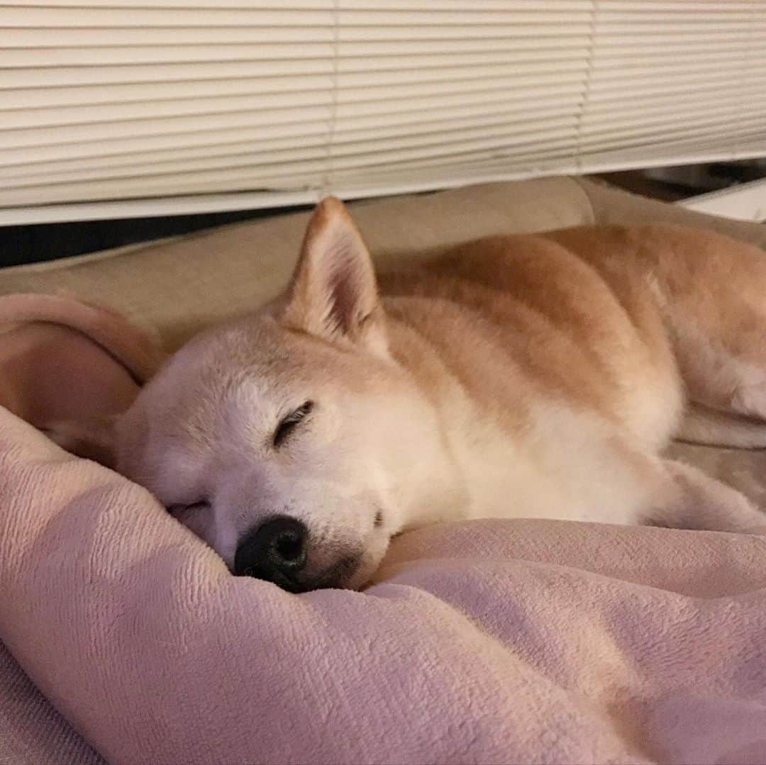 柴犬リリコのインスタグラム：「スヤスヤ…😴  #うちの子が可愛すぎる」