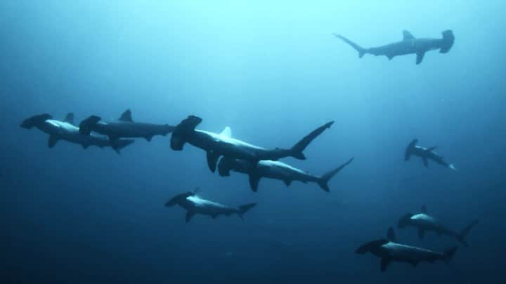 H I R O M I M O R I Y Aのインスタグラム：「🦈🦈🦈  海の中を散歩してきました🌊  #diving #hammerheadshark #sharkattack #uwphotography #underwaterphotography #divermag #lascubamag #sharkdiving #savetheearth #savethereef #savethecoral #savetheocean #divinglife #divingphotography #shark #ocean #divingmagazine #underwatervideo #サメ　#ダイビング好きな人と繋がりたい #ダイビング　#水中映像　　#水中写真　#beautifuldestinations #海が好きな人と繋がりたい  #ライフスタイル　 #divinginstructor  #sharklover #underwaterworld #映像制作」