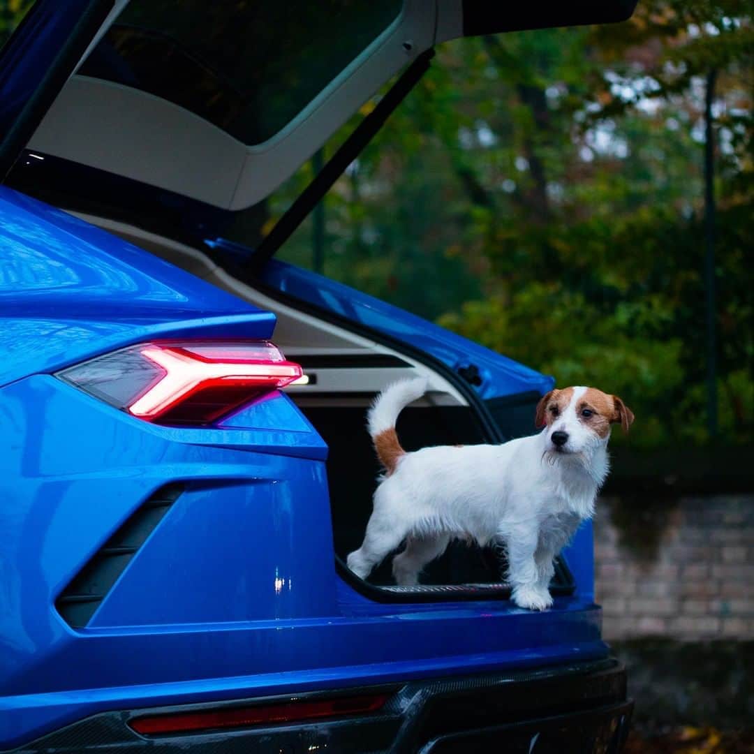 ランボルギーニのインスタグラム：「No one can resist Urus, not even these irresistible friends.  Photos by @studiovetusta.  #Lamborghini #Urus #UnlockAnyRoad」