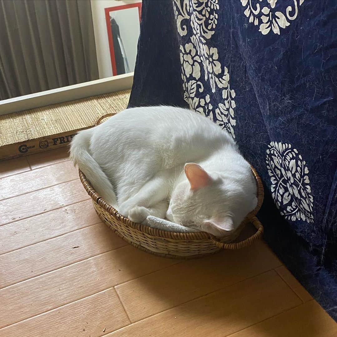 金巻ともこさんのインスタグラム写真 - (金巻ともこInstagram)「いただきものの果物カゴが最終的にものすごく重宝しております！！果物もおいしかった！  #hakuchai #cat #猫多頭飼い #whitecat #白猫 #catstagram #籠猫」8月13日 21時40分 - tomotomoco