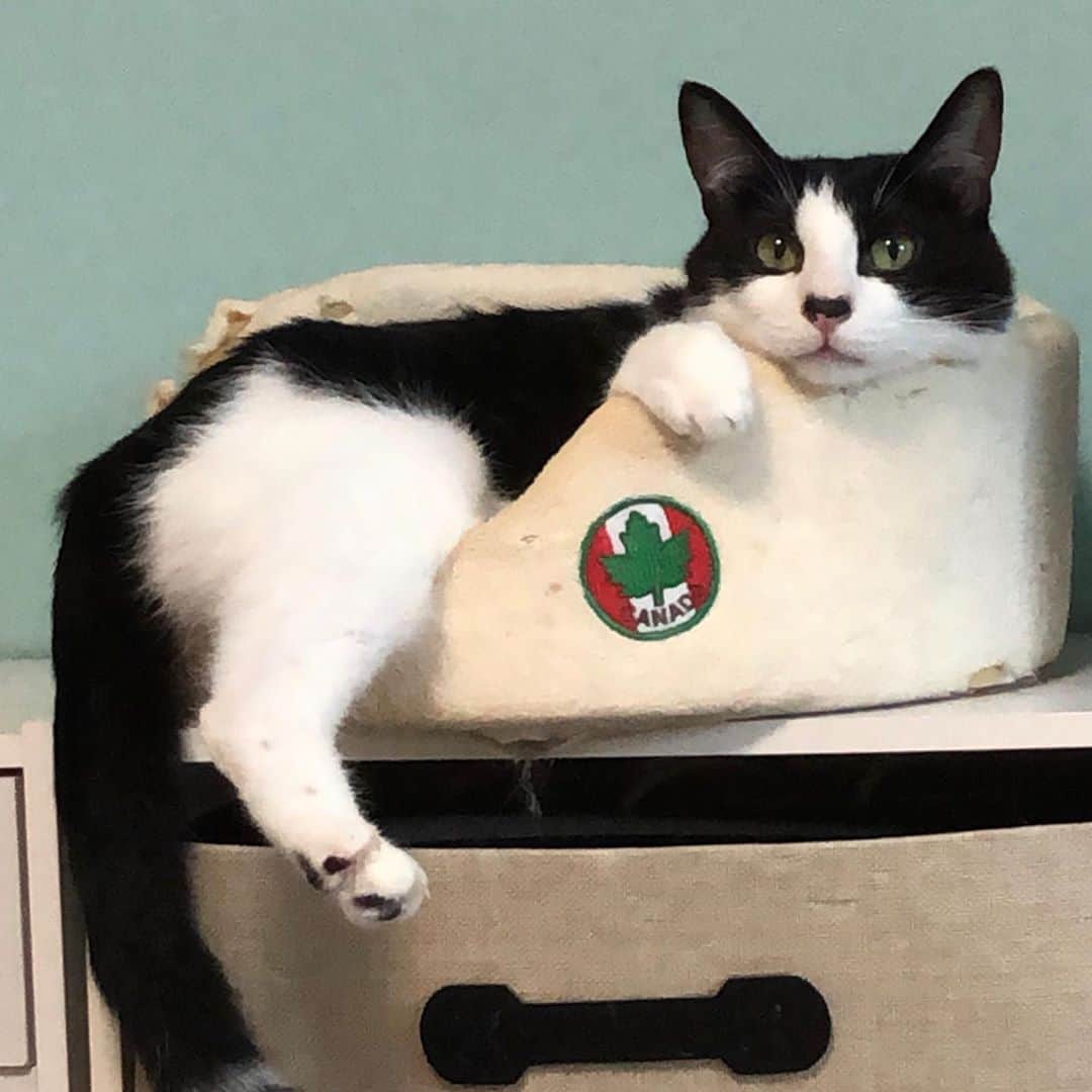 のインスタグラム：「色んな寝方を楽しんでらっしゃる。  #ねこ#猫#cat#猫好き#親バカ#はちわれ#ハチワレ#はちわれ猫#ハチワレ猫#白黒猫部#にゃんすたぐらむ#ilovecat#猫大好き#うちの猫自慢#白黒猫 #我が家のぽんずくん #ちゅーちゅー妖怪」