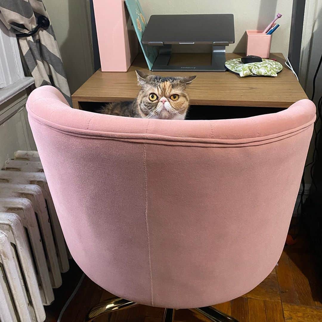 Tinaのインスタグラム：「Hi boss 👋🏻」