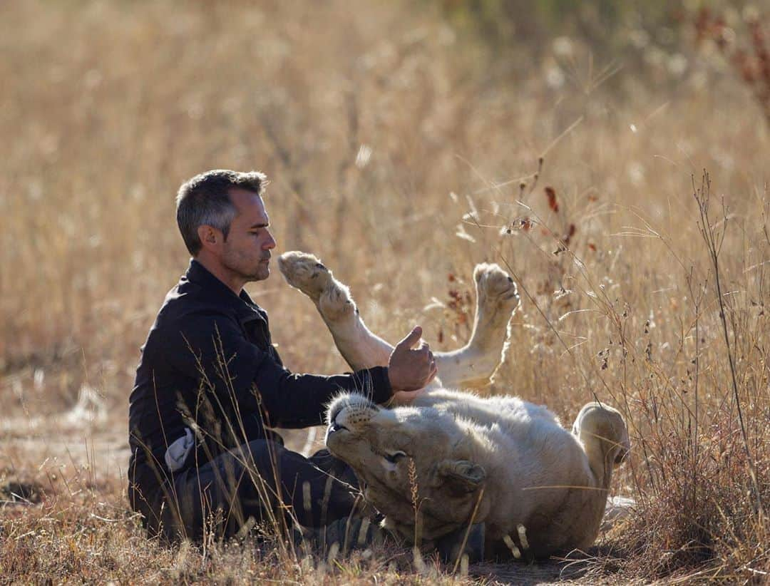 Kevin Richardson LionWhisperer さんのインスタグラム写真 - (Kevin Richardson LionWhisperer Instagram)「It’s moments like these that I will cherish forever. What people see is a snapshot of a man and a lioness which will provoke all sorts of thoughts and emotions. What I see is a friend and a relationship which has spanned well over a decade (in this case), filled with laughter, joy, struggles, sadness, ups and downs just like any relationships in life. No relationship stays constant, they are forever evolving and need continuous positive inputs from both sides for them to work and thrive. It’s not rocket science. It just takes  time and effort. Thankfully most people are smart enough to realise that a man sitting, playing with an adult lioness must have some deeper connection which was built over time through commitment and perseverance and was not as a result of him buying a ticket to some commercial park, which bought him some perceived right to invade that animals space, pet it and take a selfie, which is the norm for the cub petting, lion walking industry.  📸 @nombekana」8月13日 22時12分 - lionwhisperersa