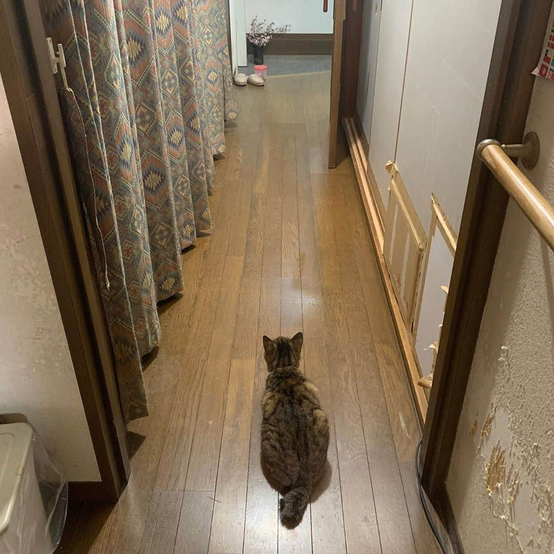 Kachimo Yoshimatsuさんのインスタグラム写真 - (Kachimo YoshimatsuInstagram)「何を見てるのか？ みんな帰って来たのかな？  What is Cocoa looking at?  I wonder if everyone came back because it was Obon.  #うちの猫ら #cocoa #お盆 #猫 #ねこ #cat #ネコ #catstagram #ネコ部 http://kachimo.exblog.jp」8月13日 22時20分 - kachimo