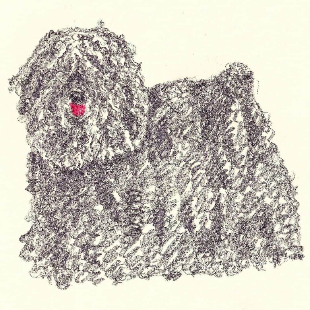 藤井祥子さんのインスタグラム写真 - (藤井祥子Instagram)「. rakugaki fuwa fuwa doread dog🐶✏️ . . . . #illustration #dog #puli #プーリー犬」8月13日 22時21分 - shoco_fuji
