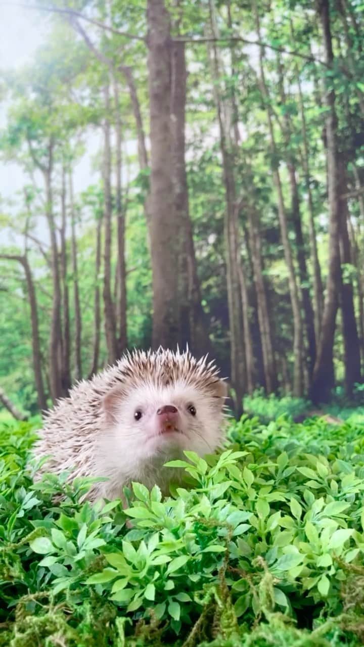 ダーシーのインスタグラム：「Where is Totoro?  #hedgehog#weeklyfluff#dailyfluff#hedgehogsofinstagram#hedgehoglove #buzzfeedanimals #cuteanimals#lovelypet#ハリネズミ#riccio #erizo#はりねずみ#kawaii#9gag#9gagcute#ハリネズミのいる暮らし#petoftheday#buzzfeedpets#worldofcutepets#igel#totoro#トトロ」