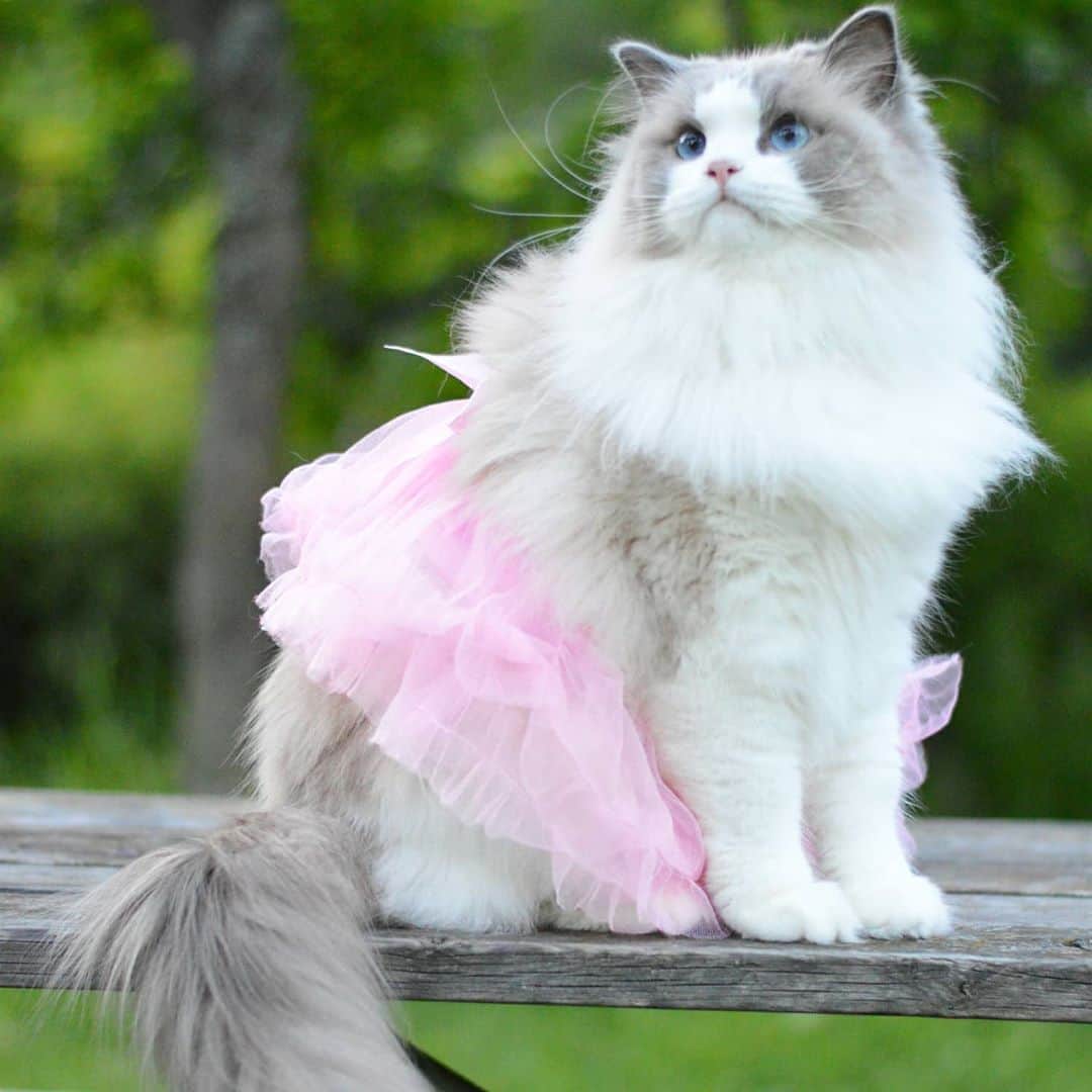 Princess Auroraさんのインスタグラム写真 - (Princess AuroraInstagram)「Rocking her favourite pink tutu 😻 #throwback」8月13日 22時26分 - aurorapurr