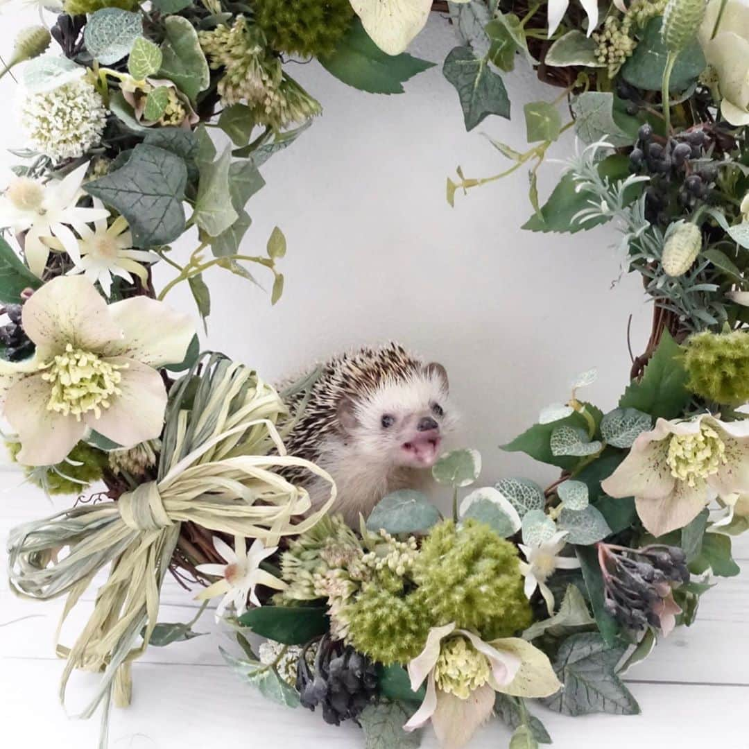 ラド&ティンクさんのインスタグラム写真 - (ラド&ティンクInstagram)「Flower wreath  model ： Ocean  数年前に作ったリース。 いつもは、洗面所に飾ってるのだけど、久しぶりに一緒に撮影。 1枚目、ピントあまいんだけど、表情可愛いから、これにしちゃった👍  今日は虹🌈が見えたんだって。 お盆だものね。 ラドもティンクも新盆だから、 虹を滑って帰ってきてくれたかな？  #おーしゃん #はりねずみ #ハリネズミ #針鼠 #ヨツユビハリネズミ #ヘッジホッグ  #ペット #ふわもこ部 #モフモフ #hedgehog #pygmyhedgehog #lovelypet #cuteanimals #hedgehogfamily #hedgie #Hérisson #igel#riccio #Erizo #고슴도치 #刺猬 #pecotv」8月13日 22時33分 - rado_pompon