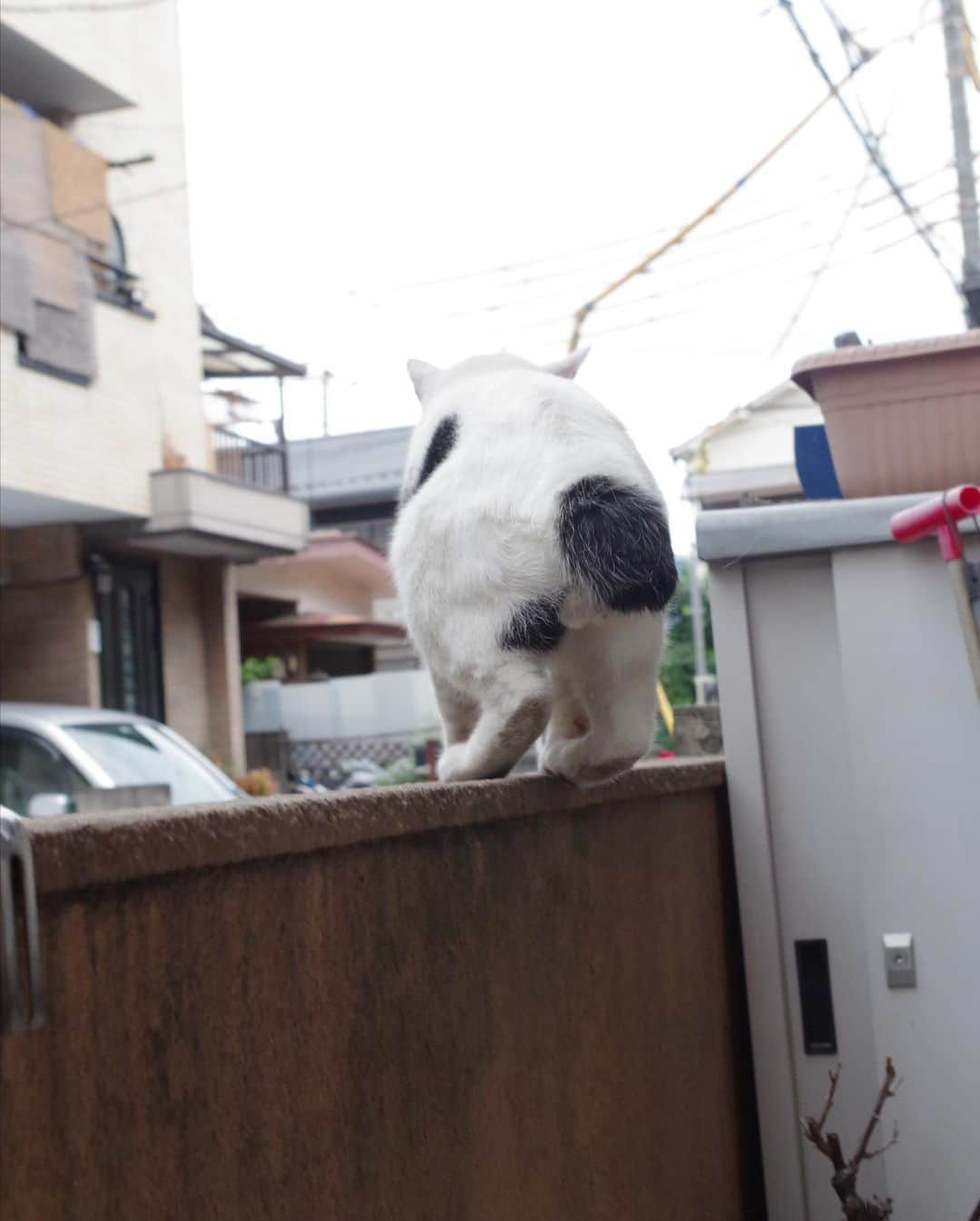 Kachimo Yoshimatsuさんのインスタグラム写真 - (Kachimo YoshimatsuInstagram)「一年前のナナクロ Nanakuro a year ago Photo:2019.08.13 朝ごはん食べてたまたま見せて帰るの図。  #うちの猫ら #nanakuro #ナナクロ #猫 #ねこ #cat #ネコ #catstagram #ネコ部 http://kachimo.exblog.jp」8月13日 22時54分 - kachimo