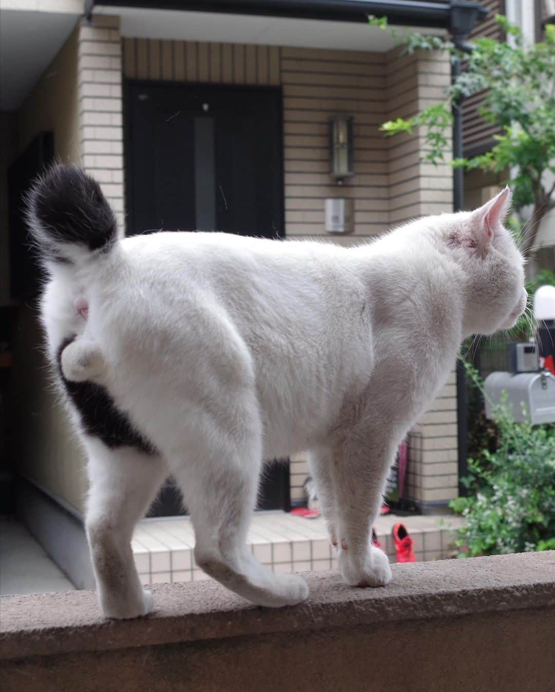 Kachimo Yoshimatsuさんのインスタグラム写真 - (Kachimo YoshimatsuInstagram)「一年前のナナクロ Nanakuro a year ago Photo:2019.08.13 朝ごはん食べてたまたま見せて帰るの図。  #うちの猫ら #nanakuro #ナナクロ #猫 #ねこ #cat #ネコ #catstagram #ネコ部 http://kachimo.exblog.jp」8月13日 22時54分 - kachimo