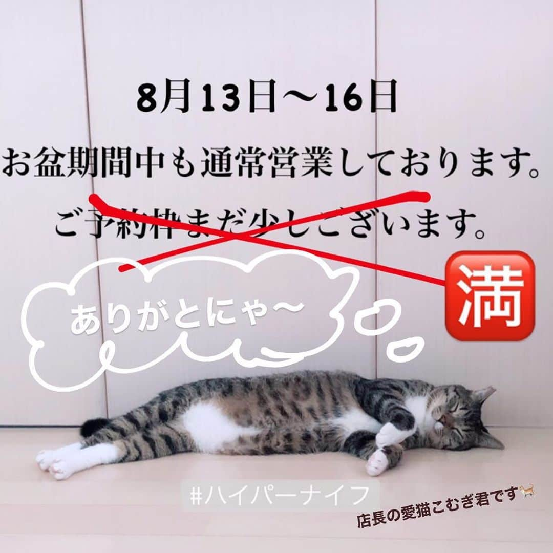 ブランシュール銀座店のインスタグラム：「元保護猫のこむぎ君2歳です。 1年前に会員様を通じて出会う事ができました。  #ハイパーナイフ#痩身#小顔 #完全予約制#プライベートサロン  #ねこのいる生活 #愛猫  #保護猫を家族に #犬も好き」