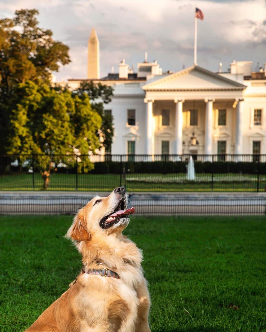 ショーン・オプリーのインスタグラム：「Do the right thing. Vote Tallulah 2020.」