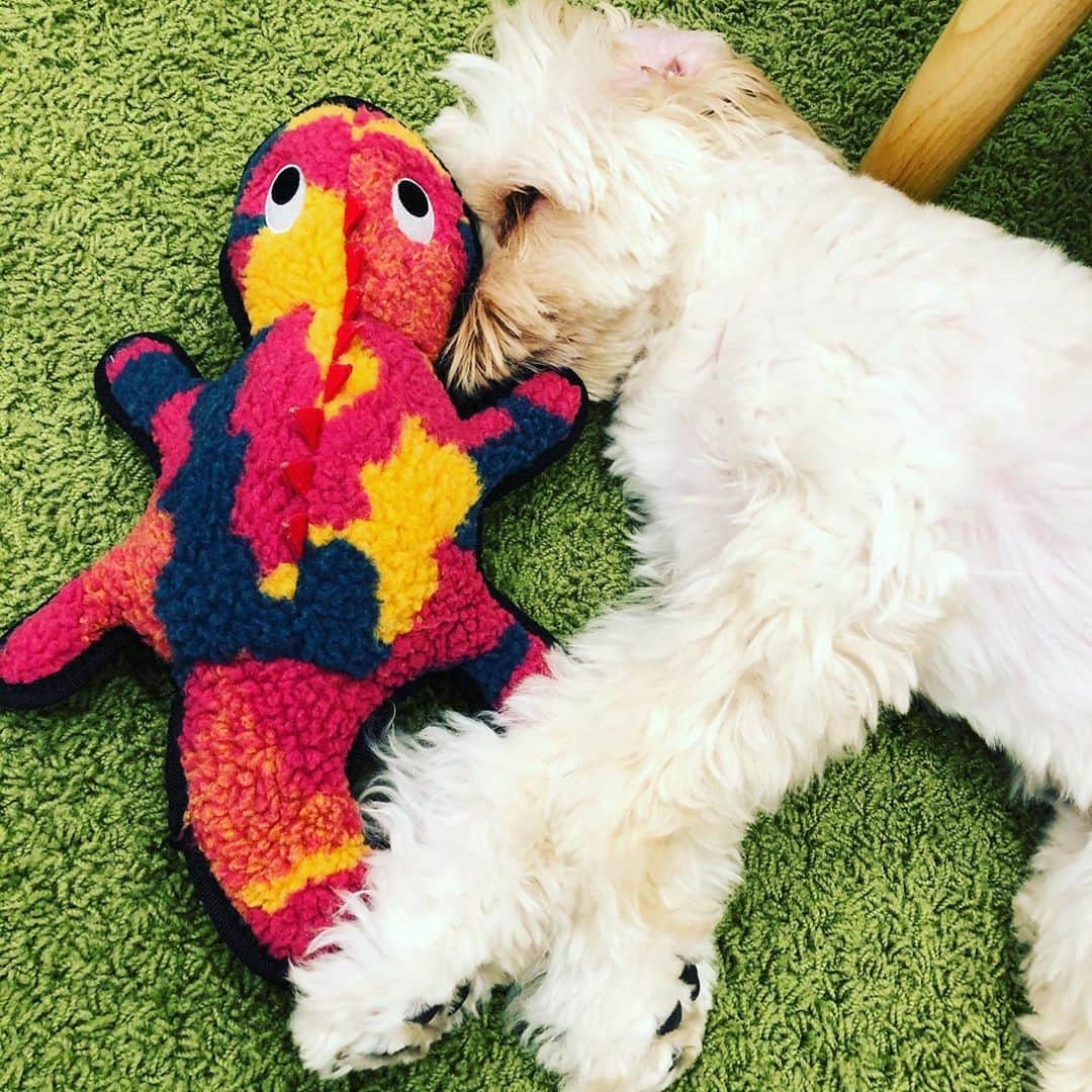 北山陽一のインスタグラム：「なかよし。#きたやまおもち」