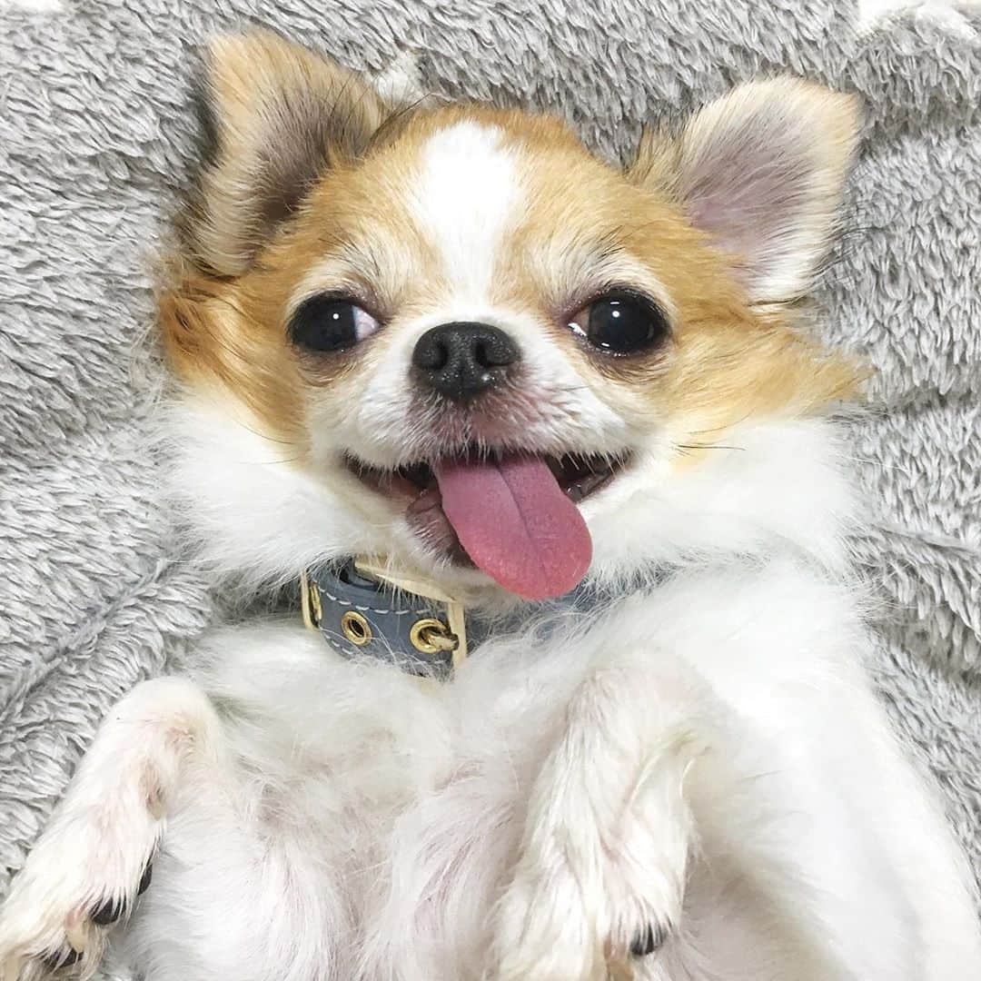ちまのインスタグラム