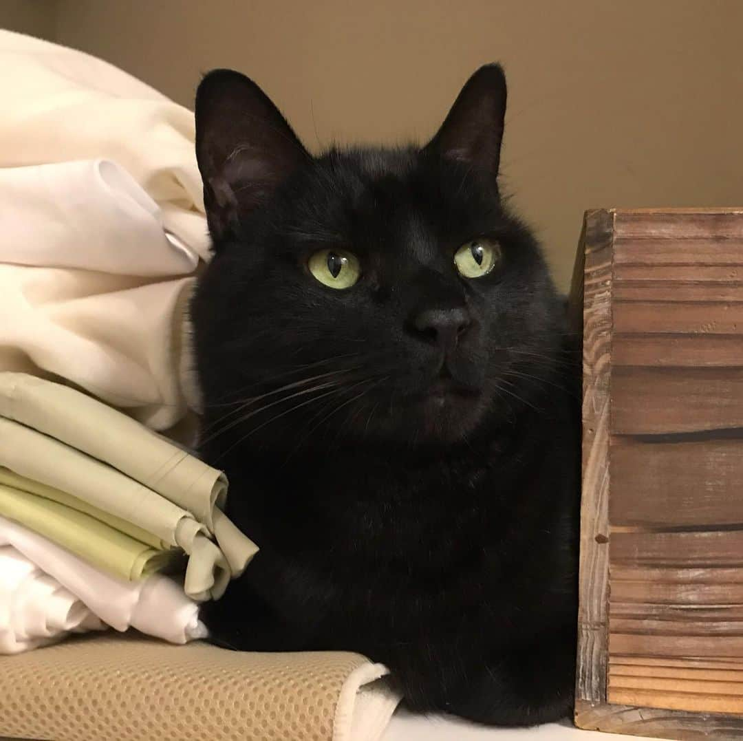 セルジオさんのインスタグラム写真 - (セルジオInstagram)「She washes the sheets. I dirty the sheets. She washes the sheets again...  You know where this is going....🔄 . . #sweetbean #sweetcat #blackcatsofinstagram #boop #catsofinsta #catsofig #catslife #rescuecats #cutecatsofinstagram #catsonshelves #elfonashelf #hidingplace #hidingcat #myfurbaby #boopmynose #boopthesnoot #catmomlife #ilovemycats #igcats #igkitty #meowed #handsomecat #sweetestboy #gtl #laundryday」8月14日 0時26分 - monkandbean