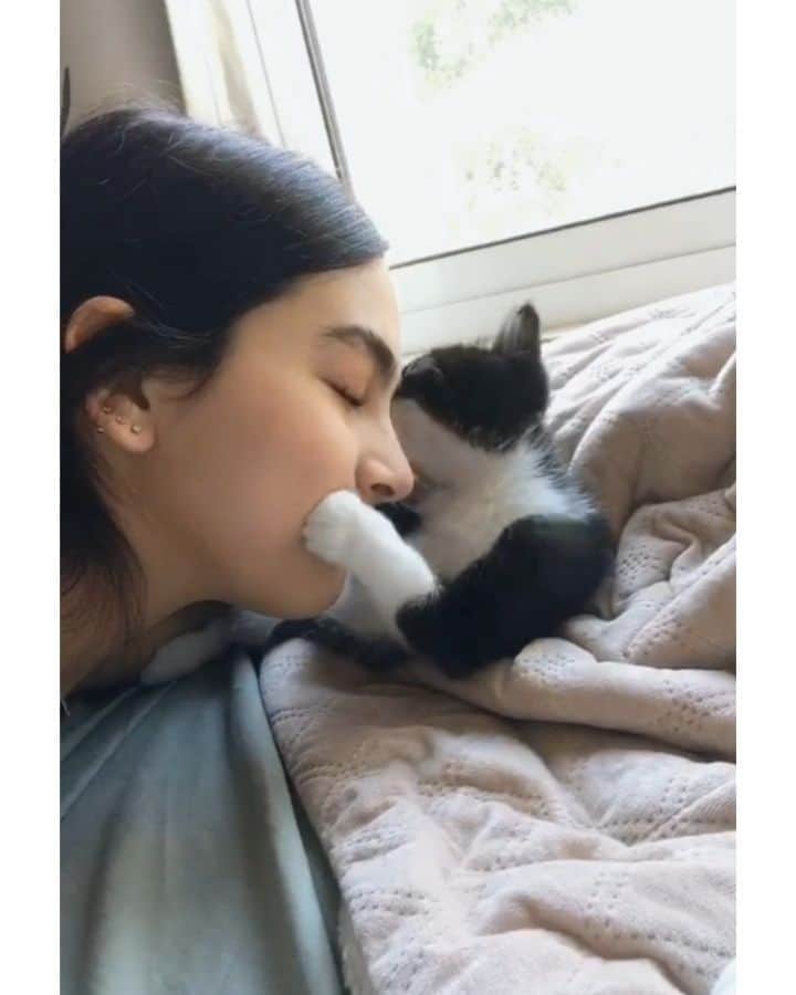 Pleasant Catsのインスタグラム：「He kissed me back omg 🥺  From thafattocattooo - on tiktok  #pleasantcats」