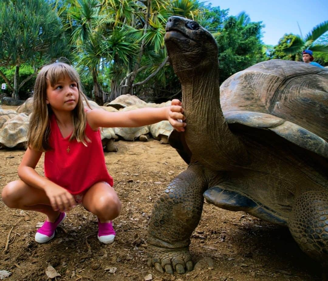 ナショナルジオグラフィックさんのインスタグラム写真 - (ナショナルジオグラフィックInstagram)「Photo by Michael Yamashita @yamashitaphoto  A major ecological crisis is unfolding on the island of Mauritius in the Indian Ocean, off the coast of Africa. A Japanese cargo ship has run aground on a coral reef and spilled more than 1,000 tonnes of crude oil along the pristine beaches of this island nation. Mauritius is hugely dependent on tourists, who come not only to bask on those beaches and swim in its aquamarine waters but also to see the many endangered species of flora and fauna that exist only on the island. Mauritius has declared a state of emergency, as the ship remains precariously perched on the reef with another 3,000 tonnes of crude still on board. The spill has locals mounting a massive clean-up operation despite their inexperience in dealing with this kind of ecological disaster. They are racing against the clock and the tides, fashioning floating booms from plastic bottles, leaves, and even human hair to block the spill from advancing toward the shoreline. They've been joined by teams sent by France and Japan to investigate and assist.  Vikash Tatayah, conservation director at Mauritius Wildlife Foundation, a nongovernmental organization, said the spill has set back two decades' worth of restoration of natural wildlife and plants in the lagoon. Among the endangered animals are these giant tortoises I photographed three years ago. Though the spill has received little international attention, it is an example of how precarious the ecological balance is all over the world. #savemauritiusreef #MauritiusWildlifeFoundation #mauritius #mauritiusisland #tortoise」8月14日 1時33分 - natgeo