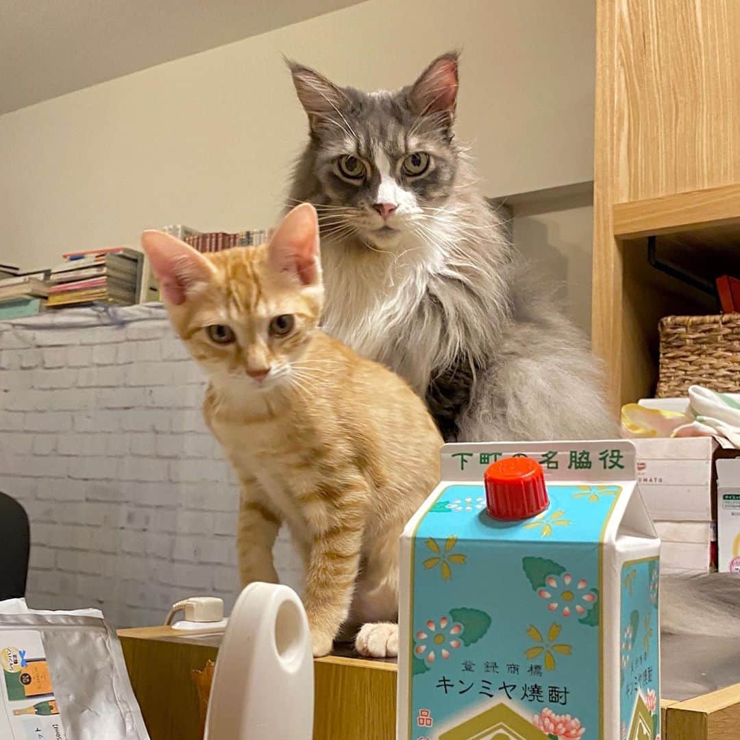 のインスタグラム：「男子チーム with #キンミヤ （下町の名脇役）。2枚目がお勧め。 _  #ぺーぽん #cat #kitten #catstagram #catsofinstagram #catsagram #babycat #子猫 #保護猫 #保護ねこ #仔猫 #ねこ #cat_of_instagram #cat_of_world #catlife #catlover #catlovers #fluffy #fluffycat #にゃんすたぐらむ #ねこすたぐらむ #ぷーぷー#mainecoon #orangecat #茶トラ」