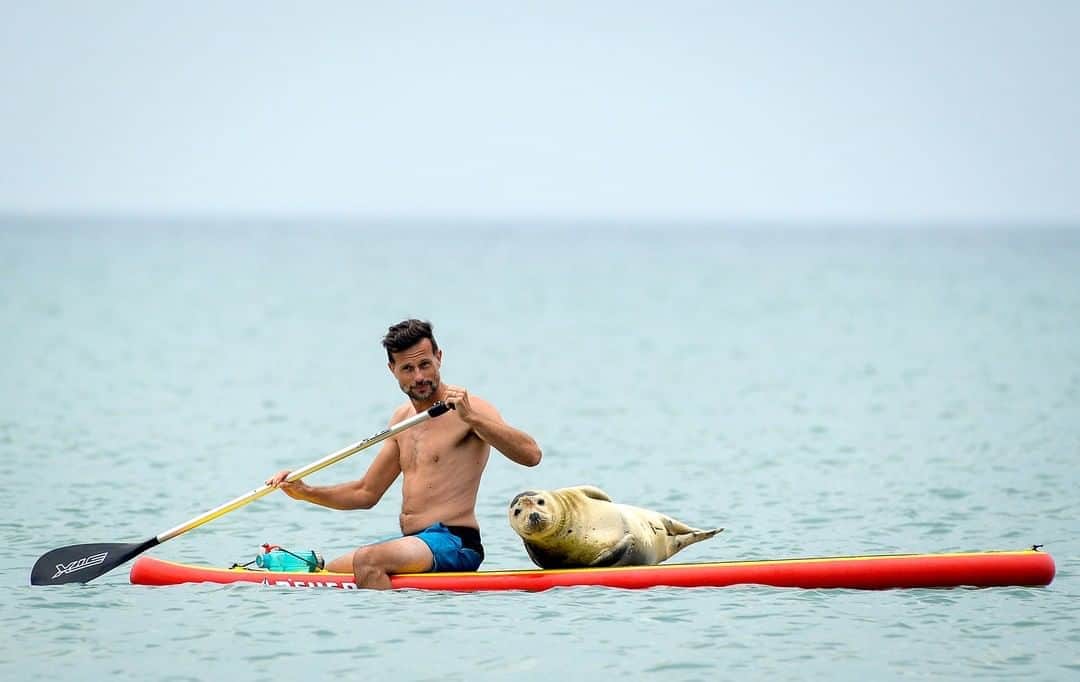 NBC Newsさんのインスタグラム写真 - (NBC NewsInstagram)「Sammy the seal takes a tourist by surprise by hitching a ride on his paddle board at a beach in Weymouth, UK.⁠ ⁠ Seals are usually known for being elusive, but Sammy is well known to those in the area for approaching people on the beach and catching the occasional ride on a paddle board.⁠ ⁠ 📷 @finnbarrwebster / @gettyimages」8月14日 1時58分 - nbcnews