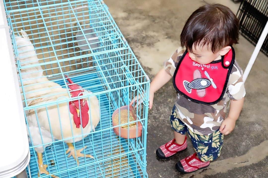 Momoeのインスタグラム：「. .  ニワトリ君も間近で見たぜ🥰 この子の名前 “ヨスケ”っていうんだよ🥺💓 “旦那の名前ヨウスケです‼️”って 思わず言っちゃったよ🥺 そしたらね、 “ヒヨコの頃の名前がピヨスケだったんですけど 大きくなってニワトリになって ピヨスケじゃないなって思ったから ヨスケにしたんです” って言ってた🥺 可愛すぎかよ🥺🥺💓💓💓 . . #happy #家事 #育児 #family #家族 #boy #smile #男の子 #息子 #code #love #lucky #kids #子供 #thankyou #宝物 #ベビー #fashion #follow #心 #縁 #パパ #ママ #家族写真 #男の子ママ #赤ちゃん写真 #photo #子育て #1歳 #flower」