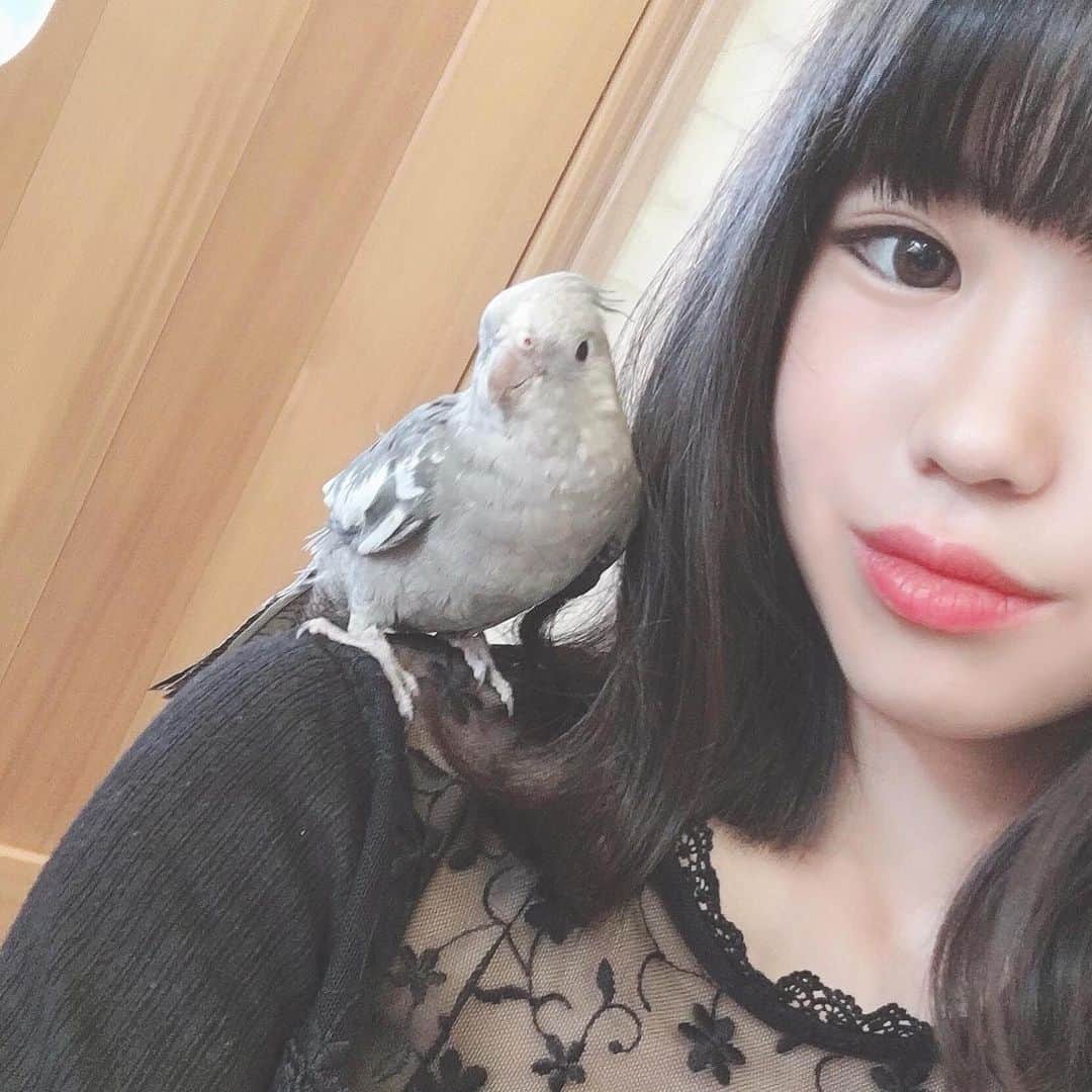 かすこんねぅのインスタグラム：「オカメちゃん好きぃんきゅんきゅんきゅんきゅわんきゅわんきゅきゅん❤️❤️❤️❤️❤️❤️❤️❤️❤️❤️❤️❤️んぎょんぎょんぎょぎょきゃわきゃわきゃわきゃわらぶいらぶいらぶいらぶいらぶい好きぃん好きぃん好きぃん❤️ #オカメインコ#いんこすたぐらむ」