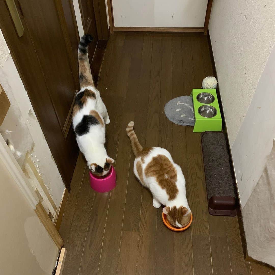 Kachimo Yoshimatsuさんのインスタグラム写真 - (Kachimo YoshimatsuInstagram)「一緒におやつ。 Have a snack together.  #うちの猫ら #oinari #mikeko #猫 #ねこ #cat #ネコ #catstagram #ネコ部 http://kachimo.exblog.jp」8月14日 3時15分 - kachimo