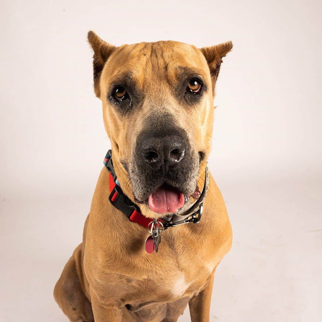 The Dogistさんのインスタグラム写真 - (The DogistInstagram)「Carmen Wade, Cane Corso mix (6 y/o), The Dogist Studio, Brooklyn, NY • “She’s a 100-lb doofus and will put a paw up on your knee if you're not paying enough attention to her. She goes buck wild for her avocado toy and considers everyone’s breakfast her breakfast. She’s a pure ham sandwich.” @carmenthecanecorso • Carmen was adoptable from @badassbrooklyn when we took these photos and has since found a home! To book a studio session with your dog, visit thedogist.com/studio or click the link in our bio.」8月14日 3時34分 - thedogist