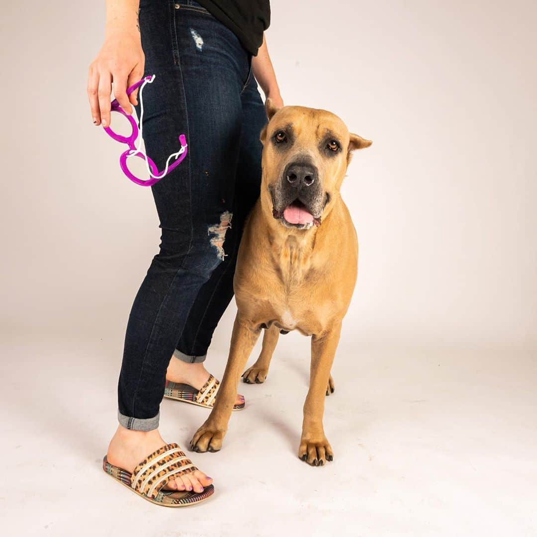 The Dogistさんのインスタグラム写真 - (The DogistInstagram)「Carmen Wade, Cane Corso mix (6 y/o), The Dogist Studio, Brooklyn, NY • “She’s a 100-lb doofus and will put a paw up on your knee if you're not paying enough attention to her. She goes buck wild for her avocado toy and considers everyone’s breakfast her breakfast. She’s a pure ham sandwich.” @carmenthecanecorso • Carmen was adoptable from @badassbrooklyn when we took these photos and has since found a home! To book a studio session with your dog, visit thedogist.com/studio or click the link in our bio.」8月14日 3時34分 - thedogist