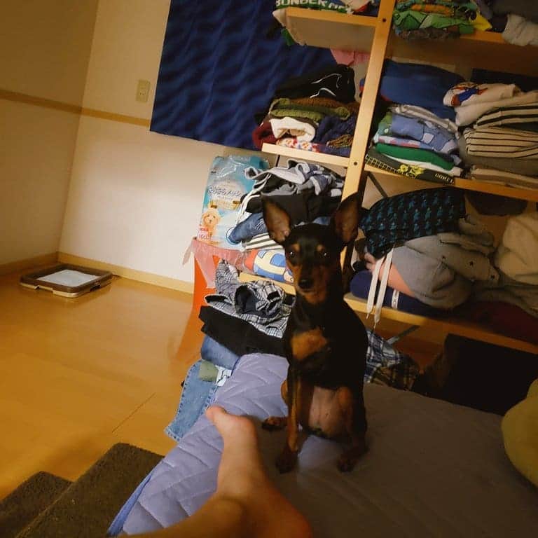 小田原ドラゴンのインスタグラム：「朝ごはんを要求する犬。午前3時45分。 #犬 #ミニピン  #ミニチュアピンシャー」