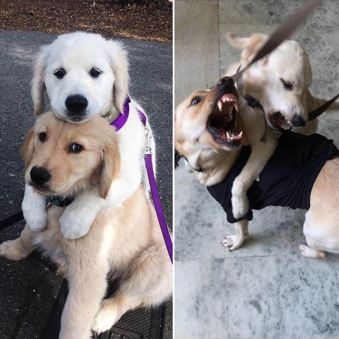 9GAGさんのインスタグラム写真 - (9GAGInstagram)「Others’ dogs v.s. My dogs⠀ Follow @barked for more cute dogs!⠀ -⠀ 📷 @ellendegolden @goodboipluto⠀ -⠀ #barked #GoldenRetriever LabradorRetriever #9gag」8月14日 4時00分 - 9gag