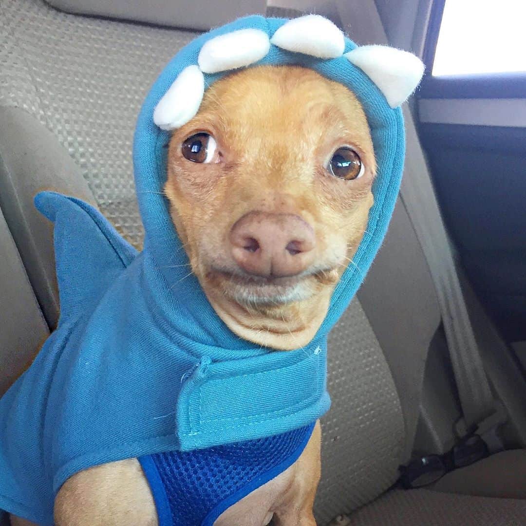 Tuna {breed:chiweenie} さんのインスタグラム写真 - (Tuna {breed:chiweenie} Instagram)「I originally suggested that we go to the ocean to swim with the sharks, but when I told him that we were heading to the groomer to get his nails done instead, he was more nervous about that trip than he was about the sharks. #sharkweek #shrivelneck」8月14日 4時06分 - tunameltsmyheart