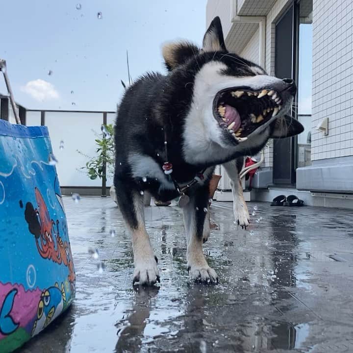 vo_coのインスタグラム：「🐾 お盆なもんで おうちプールで水遊びしてもらいましてん 延々と水鉄砲で撃たれたがる変な子です😂 * #こたつの水遊び 2020 #shibastagram #instashiba #shiba #shibainu #黒柴 #柴犬」