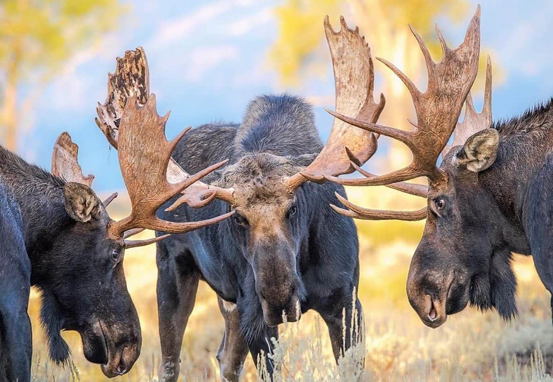 ニッキー・シックスさんのインスタグラム写真 - (ニッキー・シックスInstagram)「Posted @withregram • @savannahrosewildlife It’s almost that time of the year! 🍂 This photo was taken on September 10th of 2019. Can’t wait to see these big boys rumbling again. This is available for purchase in my shop (link in bio) -  - - - - - - #wyoming #grandtetonnationalpark #usinterior #nationalparkgeeks #nature_of_our_world #discover_wyoming #natgeoyourshot #wildlife_featurez  #gf_wildife #animal_sultans #animal_supershots #marvelouz_animals #wildlife_perfection #lenscoat #nikond850 #animals_captures #staywildjh #nikon #nikkor #purewyoming #findyourpark #moose #bullmoose #moosefoto」8月14日 13時59分 - nikkisixxpixx