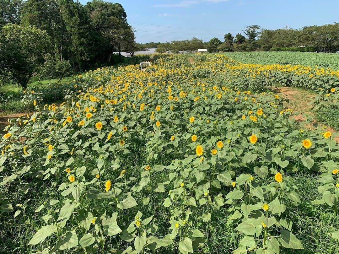 成田ゆめ牧場さんのインスタグラム写真 - (成田ゆめ牧場Instagram)「🌻ひまわり迷路🌻 現在は7割ほどの開花となっております！ 暑いので、水分補給忘れずに迷路をお楽しみくださいね♪  #詳しい開花状況はHPまたはお電話でお問い合わせください #詳しくはhpで  #ひまわり迷路  #ひまわりフェス #成田ゆめ牧場 #ゆめ牧場 #牧場 #千葉県 #成田 #おでかけ  #牛乳 #ヨーグルト #ソフトクリーム #花畑 #naritadreamfarm #farm #farmstagram #flower #sunflower」8月14日 14時05分 - yumebokujo