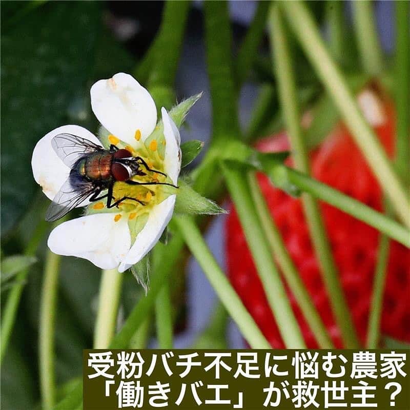 日本経済新聞社さんのインスタグラム写真 - (日本経済新聞社Instagram)「受粉バチ不足に悩む農家　「働きバエ」が救世主？  イチゴなどの果実の栽培に欠かせない授粉に、ハエを利用する農家が増えています。その役をこなしてきたミツバチが世界的に減少しているためです。人を刺さず、気温の影響も受けにくいですが、難点は「不衛生では」というイメージ。そんな先入観を払拭し、定着するか注目されます。  #日経#日経電子版#働きバエ」8月14日 14時24分 - nikkei