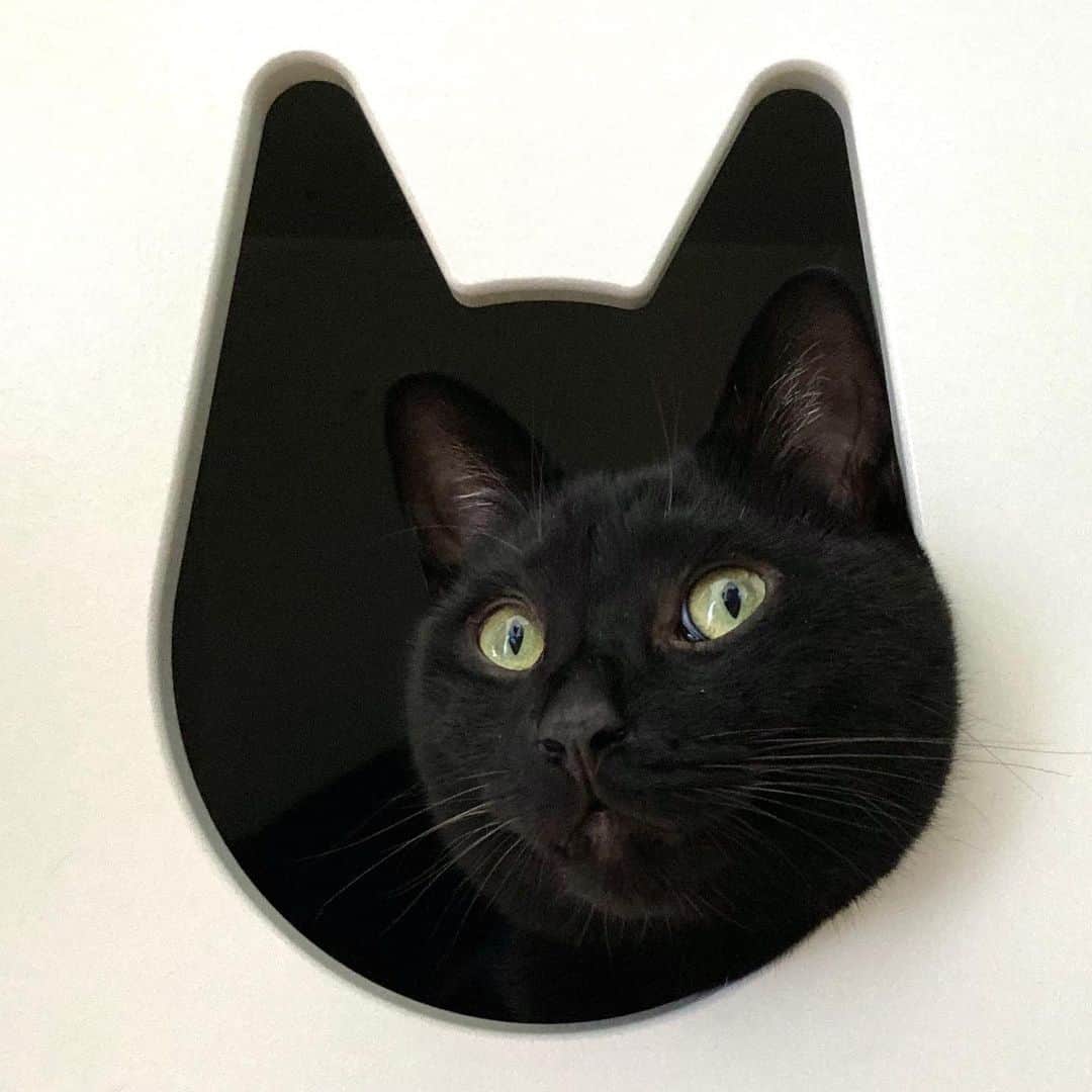 しおやてるこさんのインスタグラム写真 - (しおやてるこInstagram)「猫の穴 #黒猫」8月14日 14時50分 - shiochin1129