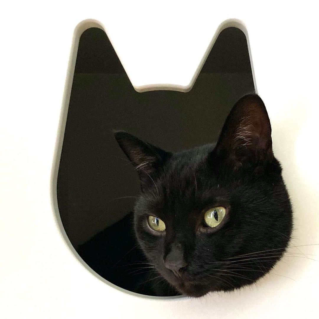 しおやてるこさんのインスタグラム写真 - (しおやてるこInstagram)「猫の穴 #黒猫」8月14日 14時50分 - shiochin1129