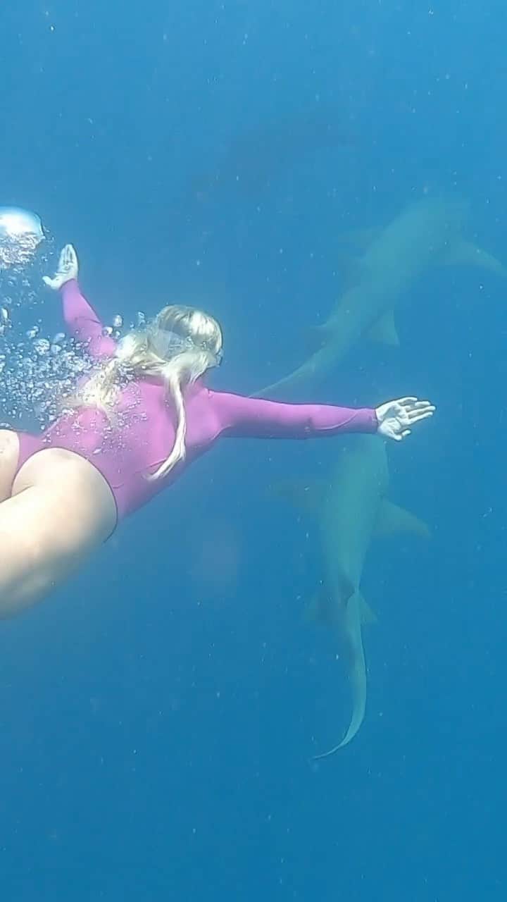 フェリシティー・パルマティアーのインスタグラム：「I love being underwater I feel it’s a great mirror to what my body is feeling. This day, I wanted to stay there forever - transcending turbulence for peace; swimming alongside these beautiful creatures. Feeling insignificant and vulnerable, but also at home. Respecting and appreciating.🦈💙 #reels #instagramreels」
