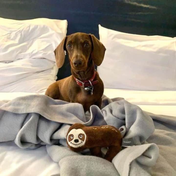 Good Morning Americaさんのインスタグラム写真 - (Good Morning AmericaInstagram)「Pip the dachshund was separated from her Australian family by COVID-19 while on a trip to the U.S.. Link in bio to find out how a group of strangers around the world came together to try and get her home. 🌎 🐶」8月14日 6時00分 - goodmorningamerica