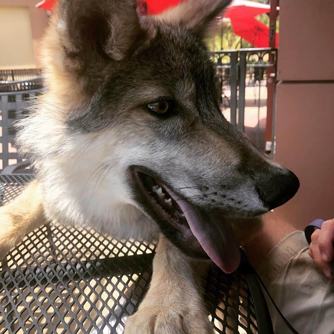 Rylaiさんのインスタグラム写真 - (RylaiInstagram)「Growing up Lucan:  Lunch at @lunagrill  . Today we decided to take 4.5 month old Lucan out for lunch and to the local pet store for a harness fitting.  With Covid, his socialization protocol has been altered with not as many meet and greets. I remember the first time I took him to restaurant, he sat in my lap the whole time!  Now that he is much much bigger, we didn’t try the sitting in lap thing.  His new thing is to “station” on everything and as you can see in the last two photos, he did just that!! He is learning “station” with trainer Melissa, so he will put his front paws on a surface we select for him.  It helps to direct him to an area we need him to be for various reasons.  Well, he is a huge fan of the “station”!!  . He behaved very well at Luna Grill and even behaved when the food came. We got an extra kabob for him!  . He also did well at the pet store and took a treat from a nice lady!!  . Dave and Melissa (and evening me) are working with him daily to direct his behavior to be socially acceptable and to help him as he develops and grows into a very very big boy to be an amazing Ambassador. He is NOT like a normal dog in many many ways... and we always have to remember that as we navigate life beside him!  . He is truly a beautiful boy!!  . Lucan is a part of our private encounters at the center. So, if you weren’t at Luna Grill today 😂🤣 - you can always schedule an encounter and get to meet this boy!! He is also in training for Photoshoots. If you book a photoshoot with the foxes, he may be available for a few shots!!!  . . Lucan does not have a sponsor  . . #pack #lucan #wolfpack #wolf #wolves #puppy #dog #wolfdog #wolfdogsofinstagram #wolfdogcommunity #wolfdogpuppy #wolfpuppy #greywolf #ambassador #lunagrill #sponsorswolf #dogsofig #sandiego #sandiegolife #sandiegodogs #socal #animalencounters #nonprofit #uptosniff」8月14日 6時04分 - jabcecc