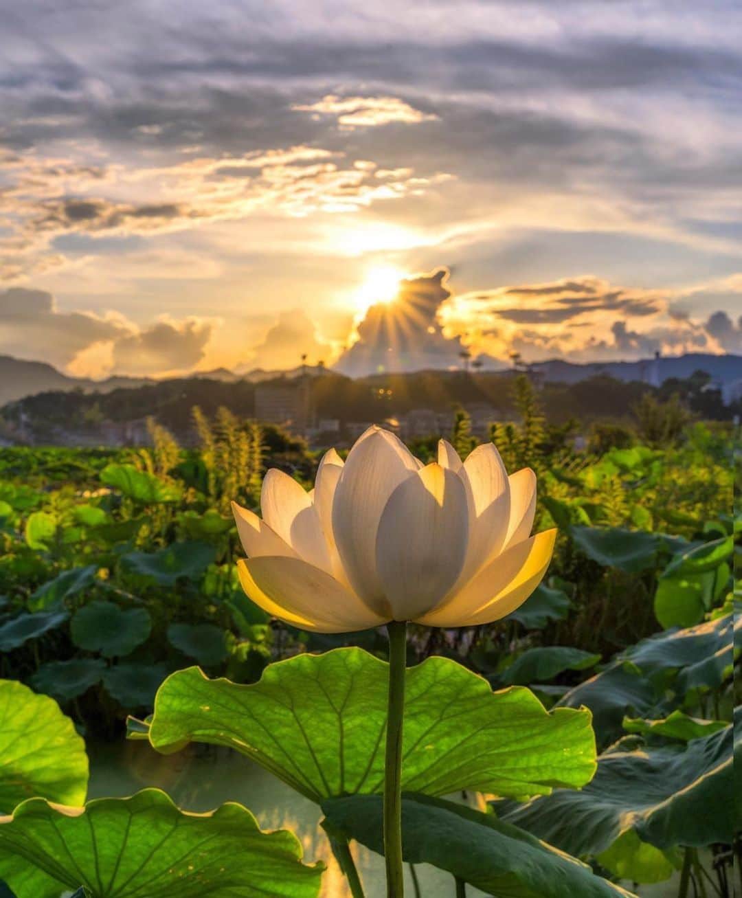 Lonely Planetのインスタグラム：「Today’s #mylpguide regram comes from @blake.mccluney  The lotus blossoms are in full bloom and he has some expert tips on how to photograph them.  Tag us in your wanderlust images #lonelyplanet or #mylpguide for a chance to be featured on our feed.   “Shooting into the sun is super challenging. This is 6 shot composite, 3 1-stop exposure  bracket for the sky and another 3 1-stop exposure bracket with my thumb covering the sun to keep the lotus from washing out. Great technique, try it next time you shoot into the sun.”」