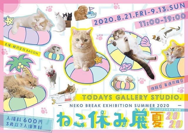 プンクマさんのインスタグラム写真 - (プンクマInstagram)「来週21日(金)から、ねこ休み展 夏 2020が浅草橋で始まるよ。 青彩のイタズラを回避しつつ展示パネルの作成です。笑 #ねこ休み展 #青彩 #ねこ #猫 #cat #neko #catstagram #catsofinstagram」8月14日 6時41分 - pnkm913