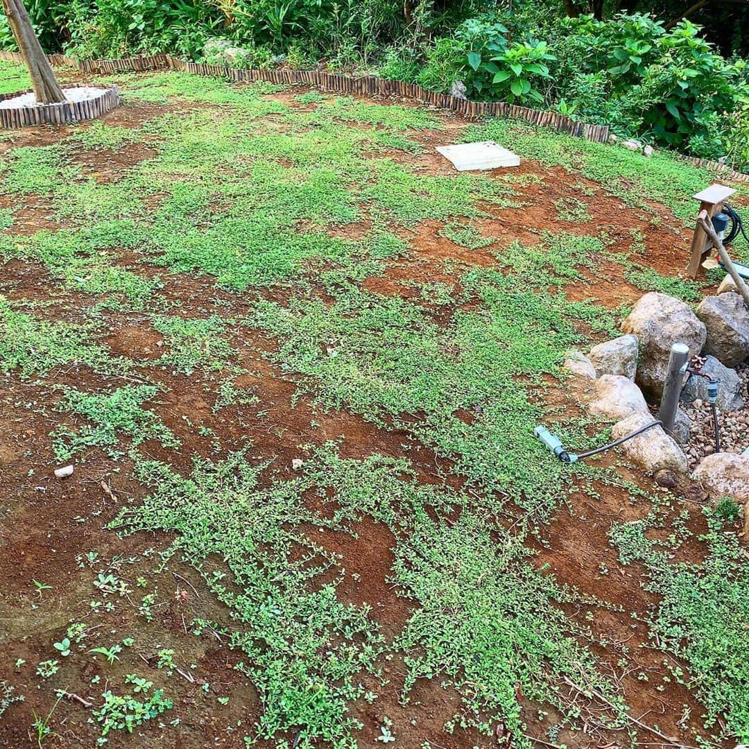 池内万作さんのインスタグラム写真 - (池内万作Instagram)「6月に植えたクラピアさん、かなりいい感じ。 ちょいちょい刈り込んで水をあげてるのが功を奏しているのだろうか、どうだろうか。 今草むしりしとくとあとで雑草が少なく管理が楽になるそうなので、しんどいけどちょいちょい草むしり。 いくらやってもキリがないw #イケウチ家の庭 #今日のクラピアさん #クラピア」8月14日 6時50分 - mandeshita