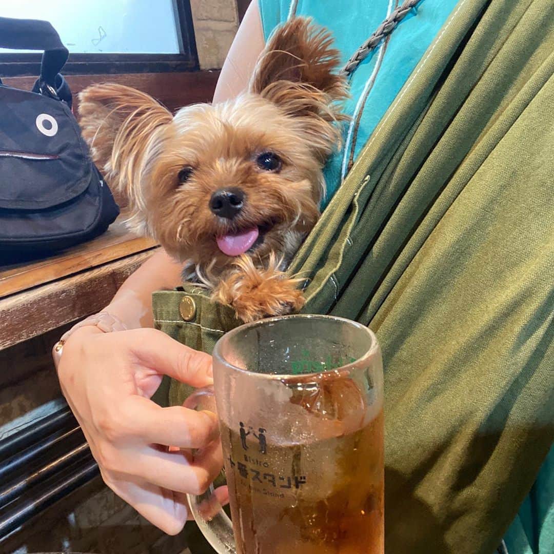のインスタグラム：「やっぱり夏は外飲みだよね  るーたんがもし人間なら飲兵衛さんだと思う。 (⚠️るーママはお酒飲みません)  #yorkie #yorkshireterrier #ヨーキー #ヨークシャテリア」