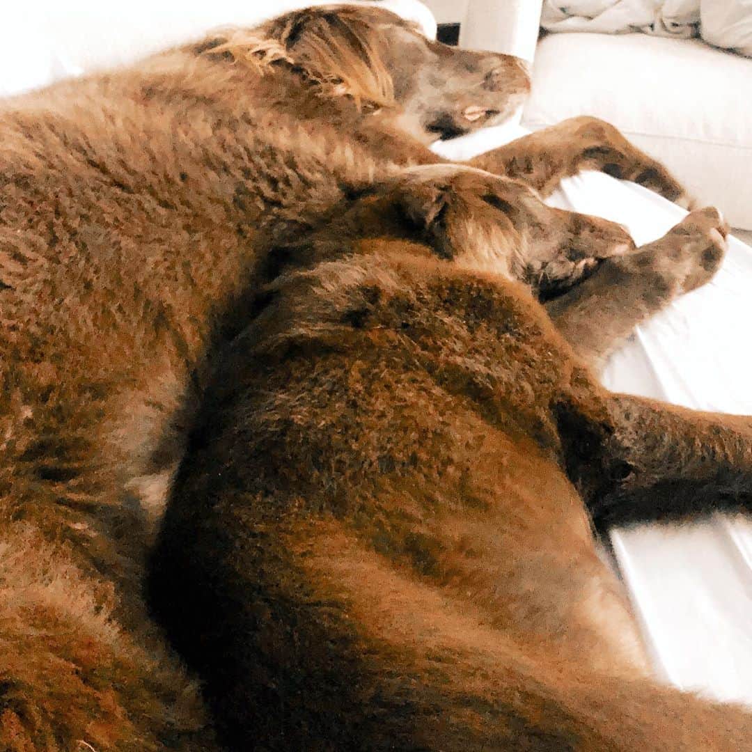 タラ・リピンスキーのインスタグラム：「Just a puddle of flat coated retrievers! This melts my heart. We don’t know how many more months Dublin has left with us. (didn’t get the best news this week) Cancer won’t leave him alone but he has been a trooper and so far it hasn’t affected his quality of life- he has more energy than ever. I’m so glad Sully gets to spend time with his incredible brother. He has some big shoes to fill haha! #minime #flatcoatedretriever 🐶🐶」