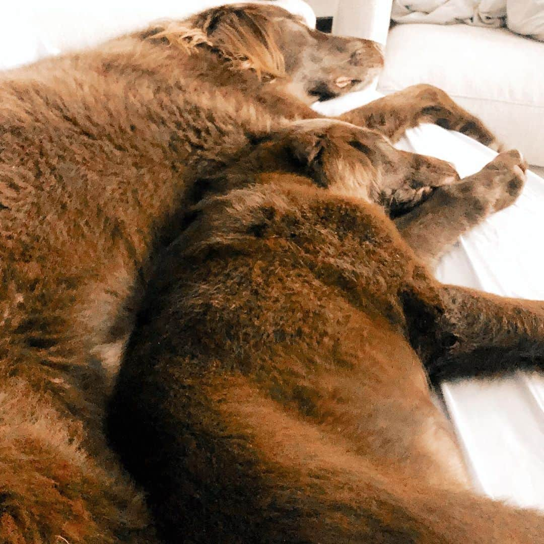 タラ・リピンスキーさんのインスタグラム写真 - (タラ・リピンスキーInstagram)「Just a puddle of flat coated retrievers! This melts my heart. We don’t know how many more months Dublin has left with us. (didn’t get the best news this week) Cancer won’t leave him alone but he has been a trooper and so far it hasn’t affected his quality of life- he has more energy than ever. I’m so glad Sully gets to spend time with his incredible brother. He has some big shoes to fill haha! #minime #flatcoatedretriever 🐶🐶」8月14日 7時08分 - taralipinski