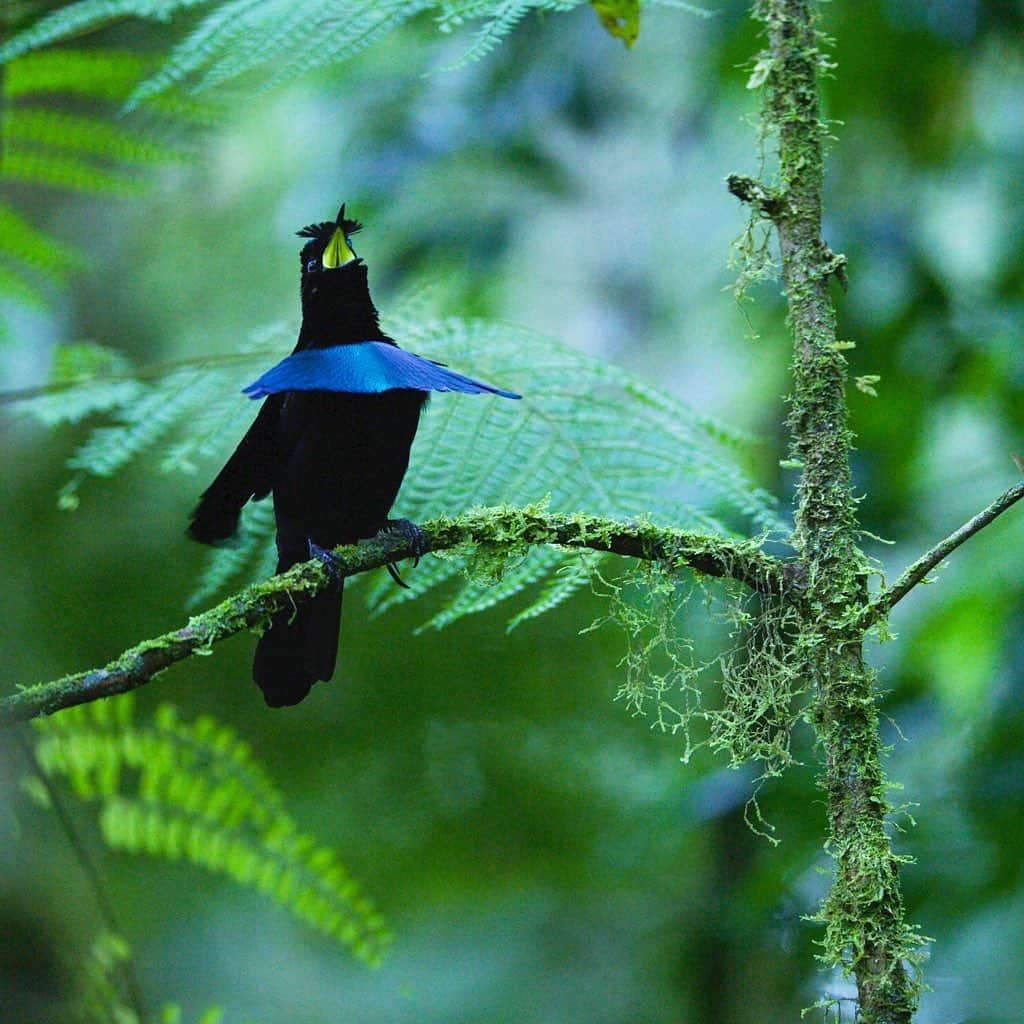 Tim Lamanさんのインスタグラム写真 - (Tim LamanInstagram)「Photos by @TimLaman.  The Vogelkop Superb Bird-of-Paradise, another species that I filmed for the Netflix documentary “Dancing With The Birds”, which I’m excited to share has been nominated for three Emmy awards, including “Outstanding Nature Documentary”! This species, along with the Black Sicklebill in my last post, are birds-of-paradise that are “shape-shifters”. Using special plumes, they transform their shape into something very un-birdlike, with super-black plumage to offset flashes of color.    Have you seen the film?  If so, let me know what you thought.  If you haven’t, check it out on Netflix.  Narrated by Stephen Fry, it takes a novel and whimsical look at bird displays, and I think the whole family will enjoy it.  Congrats to Director Huw Cordey of Silverback Films and the whole team!  #DancingWithTheBirds #superbbirdofparadise #Birdsofparadise #Papua @RedDigitalCinema #ShotonRED」8月14日 8時18分 - timlaman