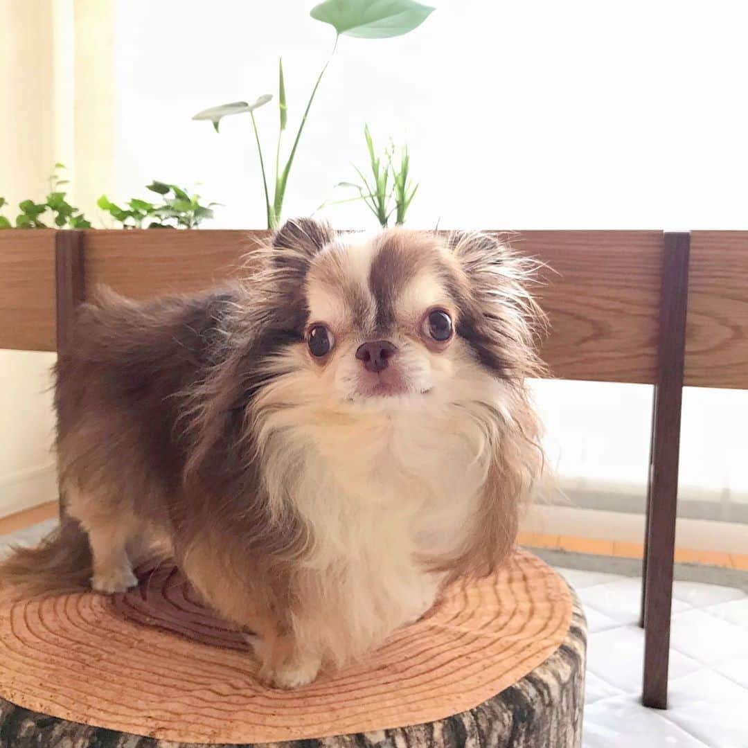 kayoのインスタグラム：「* * * おはようございます😊 * * 世間では お盆休みですねー * * どこか涼しい所に行きたいなぁー🎐🍧 * * Lychee💗 * * #chihuahua#chihuahualove#dogstgram#dog#instadog#チワワ#チワワ大好き#チワワのいる暮らし * * *」